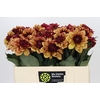 Dahlia Creme de Cognac