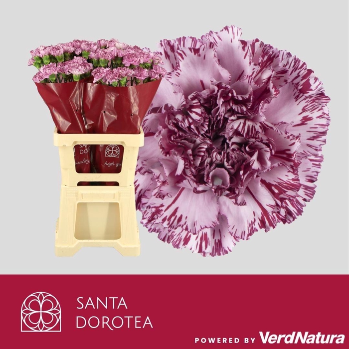 <h4>DI ST COPERNICO</h4>