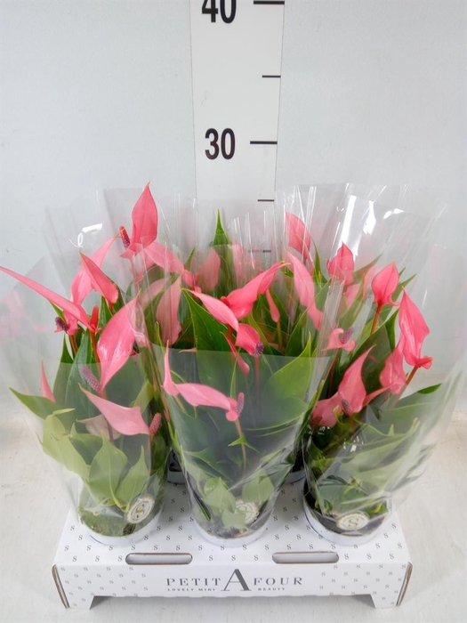 <h4>Anthurium andr. 'Lilli'</h4>