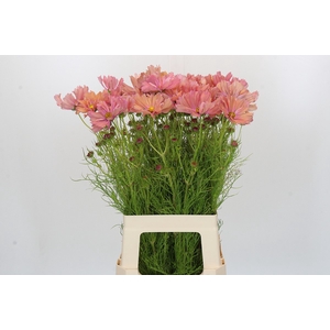Cosmos Salmon