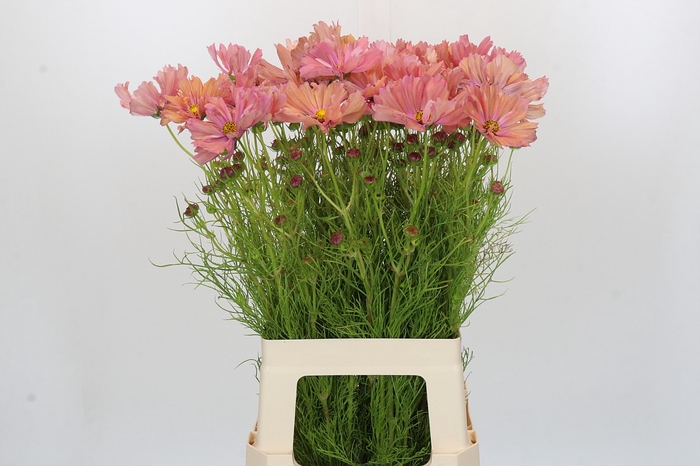 <h4>Cosmos Salmon</h4>