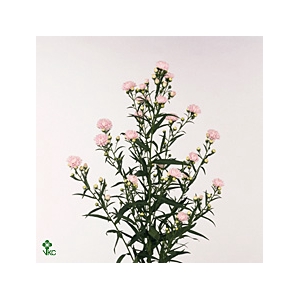 Aster Astee Pink Pearl