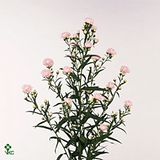 Aster Astee Pink Pearl