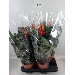 Aechmea   ...
