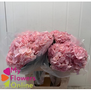 Hydr Super Select Pink 17-18cm CO