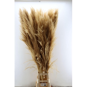 Dried Cortaderia Zaquara Semi Bleached 160cm
