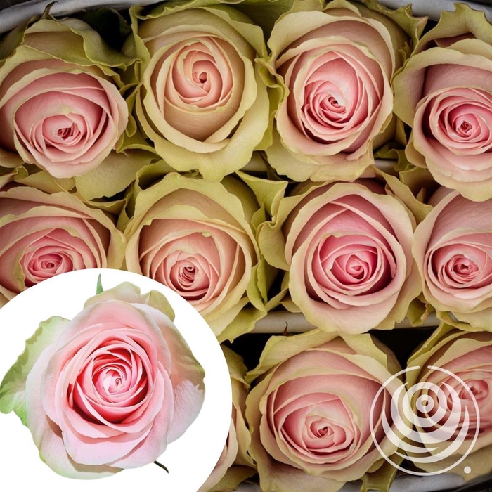 <h4>R Eq Frutteto By Box</h4>