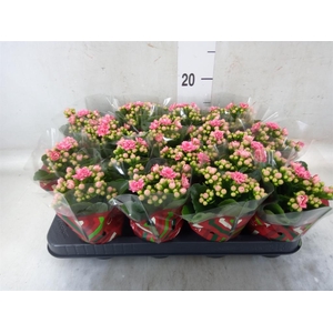 Kalanchoe blos. 'Calandiva Weaver'