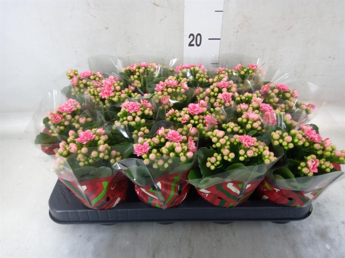 <h4>Kalanchoe blos. 'Calandiva Weaver'</h4>