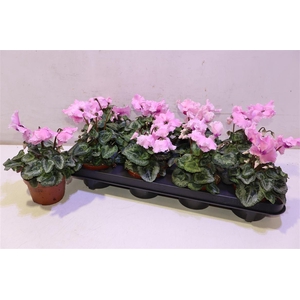 arr8 Cycl Gr Falbala