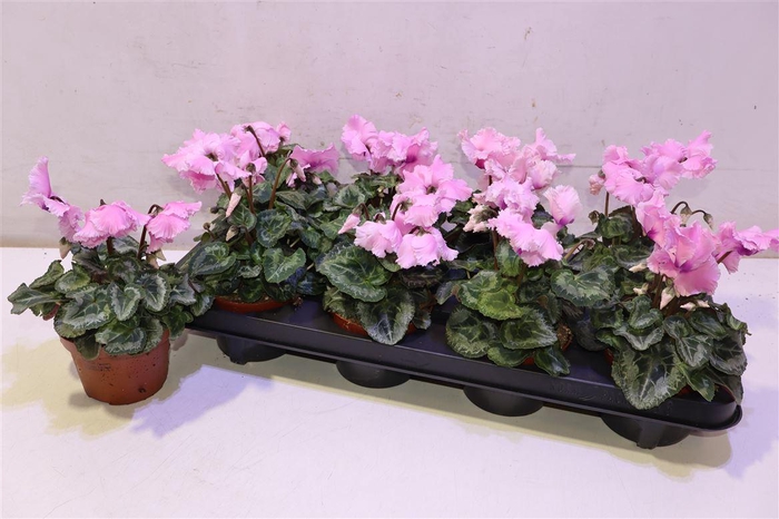 <h4>arr8 Cycl Gr Falbala</h4>