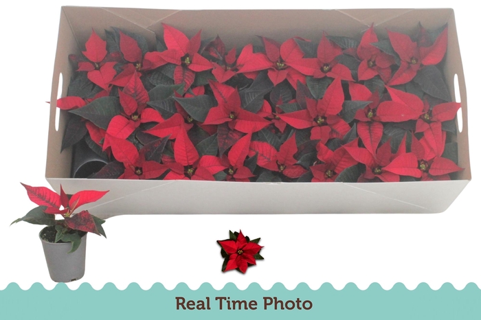 <h4>EUPHOR P CHR F RED</h4>