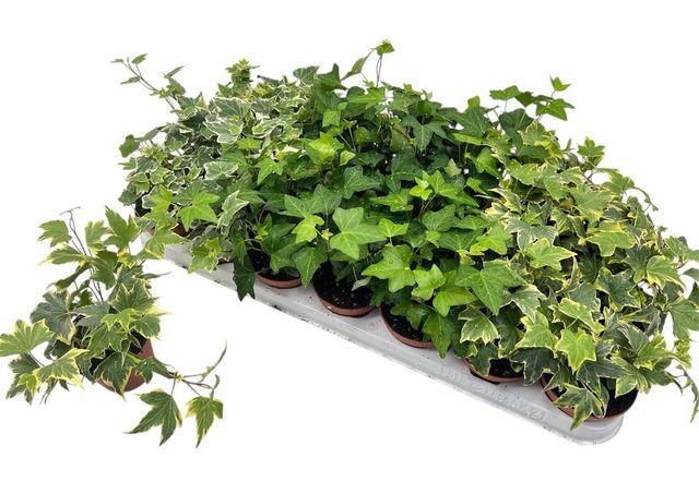 <h4>HED HE GEM 3 SRT</h4>