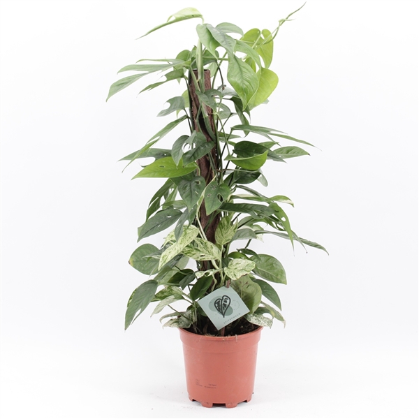 <h4>Epipremnum Pinnatum Marble Variegata mosstok</h4>