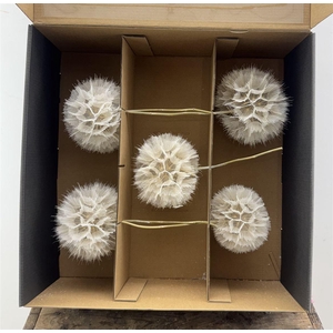 Pres Puste Bloemen X5 Display Doos