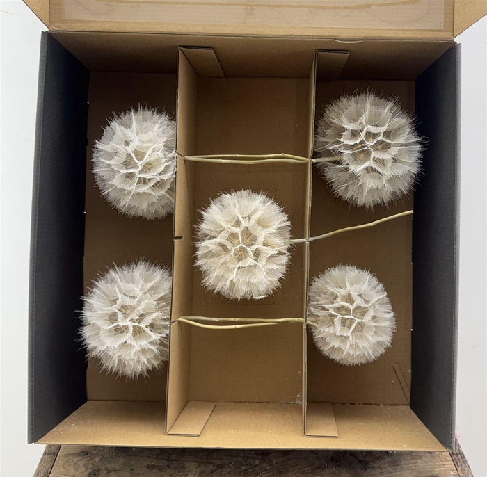 <h4>Pres Puste Bloemen X5 Display Doos</h4>