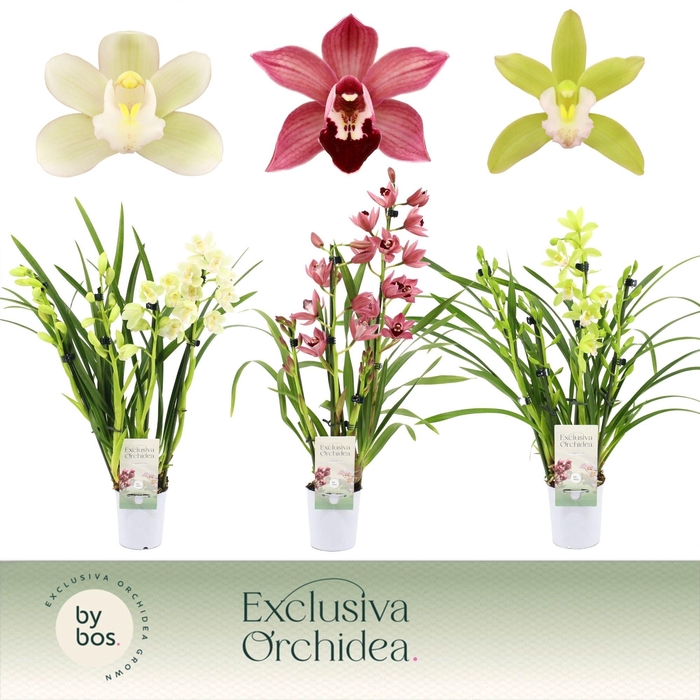 <h4>Cymbidium, Mix 3/4-spike 'Exclusiva Orchidea' P9</h4>