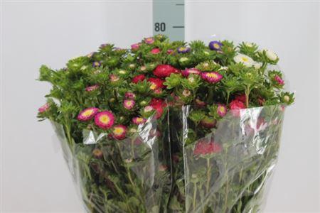 <h4>Callistephus Matsumoto Mix Rainbow</h4>