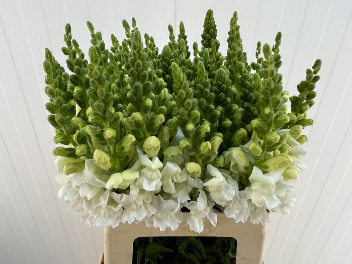 <h4>ANTIR ANTIBES WHITE</h4>