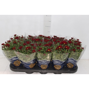 CRISANTEMO MINI P11 VERMELHO