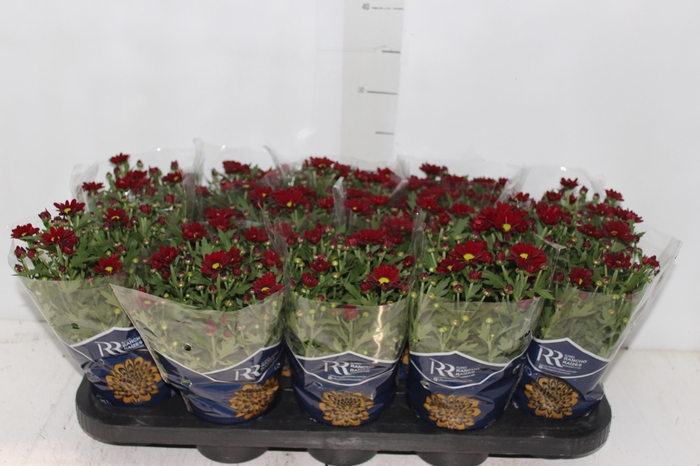 <h4>CRISANTEMO MINI P11 VERMELHO</h4>