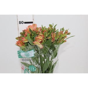 ALSTROEMERIA OPTIMA 080 CM