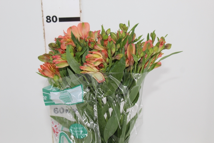 <h4>ALSTROEMERIA OPTIMA 080 CM</h4>