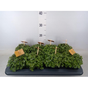 Callisia repens 'Turtle'