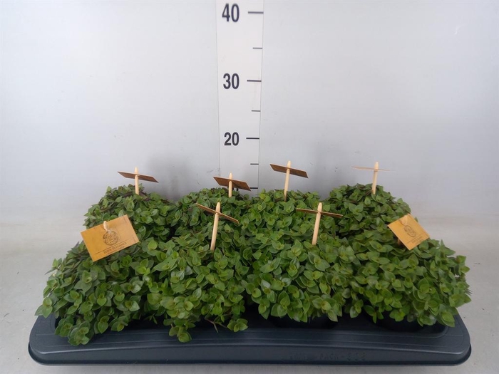 <h4>Callisia repens 'Turtle'</h4>