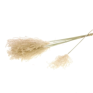 Fluffy reed grass natural pink