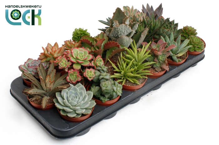 <h4>Succulenten Mix</h4>