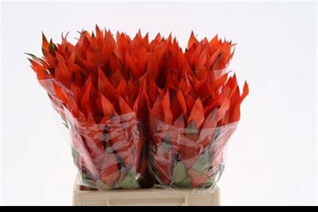 <h4>BROMELIABLOEM</h4>