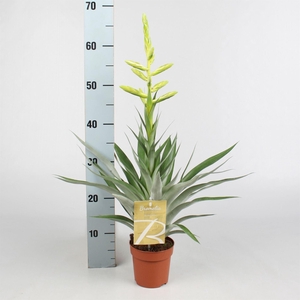 Tillandsia oerstediana