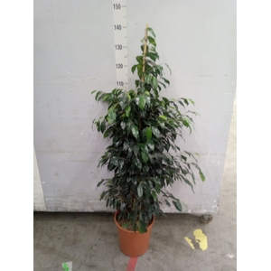 Ficus benja. 'Danielle'