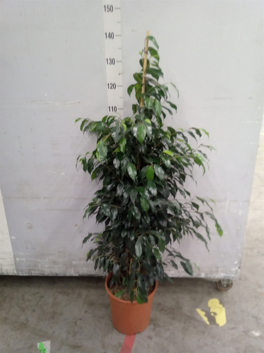 <h4>Ficus benja. 'Danielle'</h4>