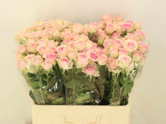 <h4>R TR DINARA</h4>