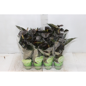 ANTHURIUM BLACK LOVE P09