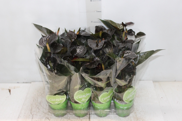 <h4>ANTHURIUM BLACK LOVE P09</h4>