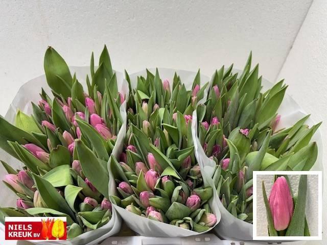 <h4>TU EN JUMBO PINK</h4>