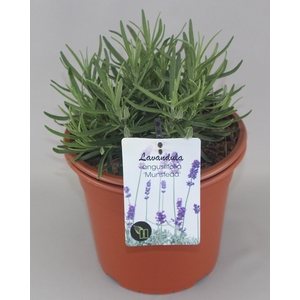 Lavandula angustifolia 'Munstead' C5