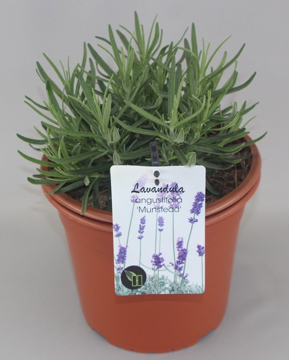 <h4>Lavandula angustifolia 'Munstead' C5</h4>