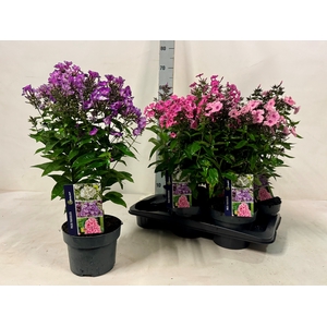 PHLOX PANICUL GRP OV