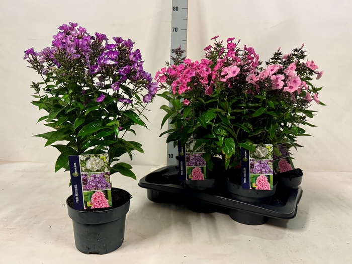 <h4>PHLOX PANICUL GRP OV</h4>
