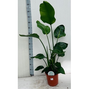 STRELITZIA NICOLAI