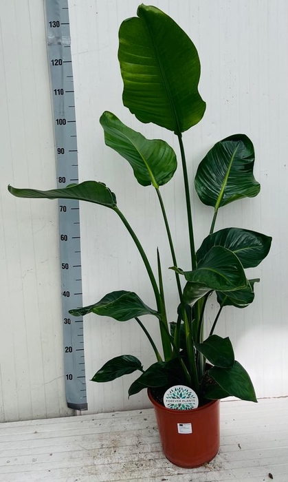 <h4>STRELITZIA NICOLAI</h4>