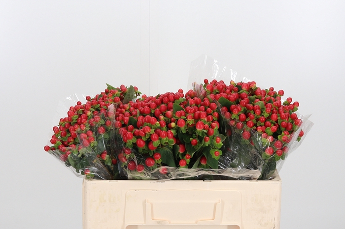<h4>Hyp Tomato Flair</h4>