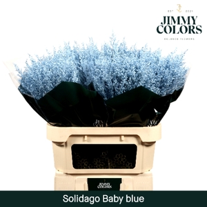 Solidago L80 Klbh. licht blauw