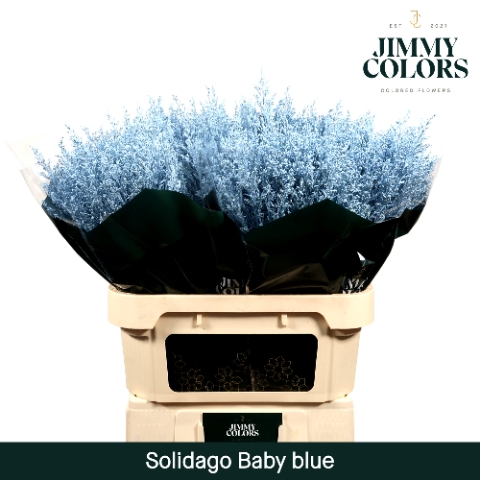Solidago L70 Klbh. Licht blauw
