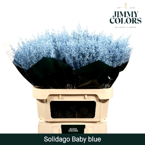 <h4>Solidago L80 Klbh. licht blauw</h4>