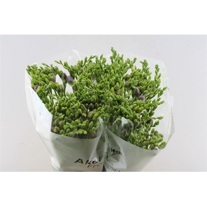 Fr Du Romantic Lavendel